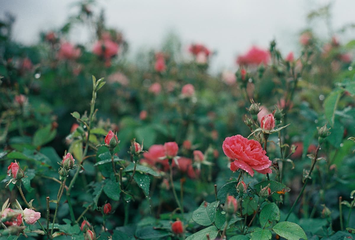 Beautiful rose farm