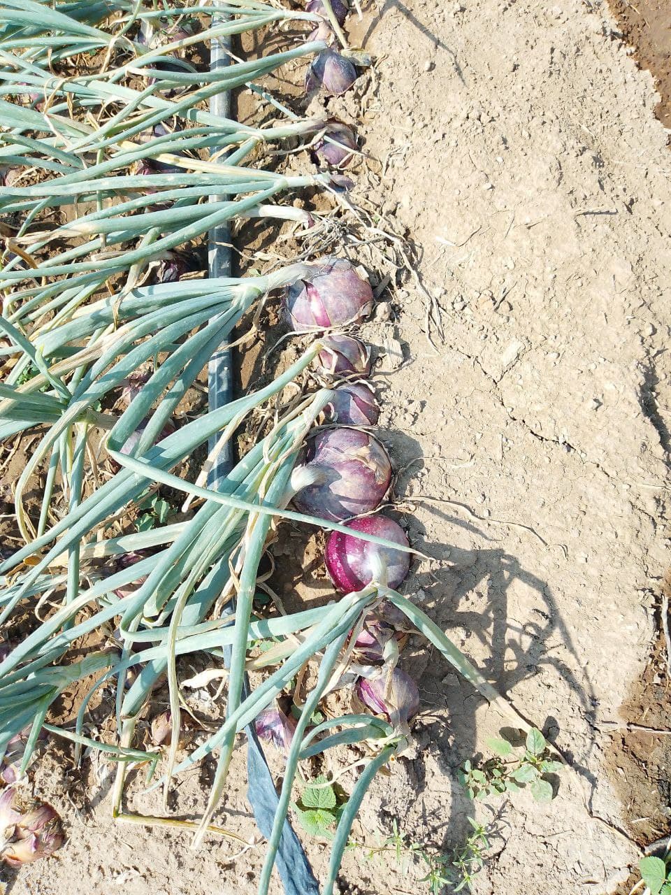 Premium Red Onions
