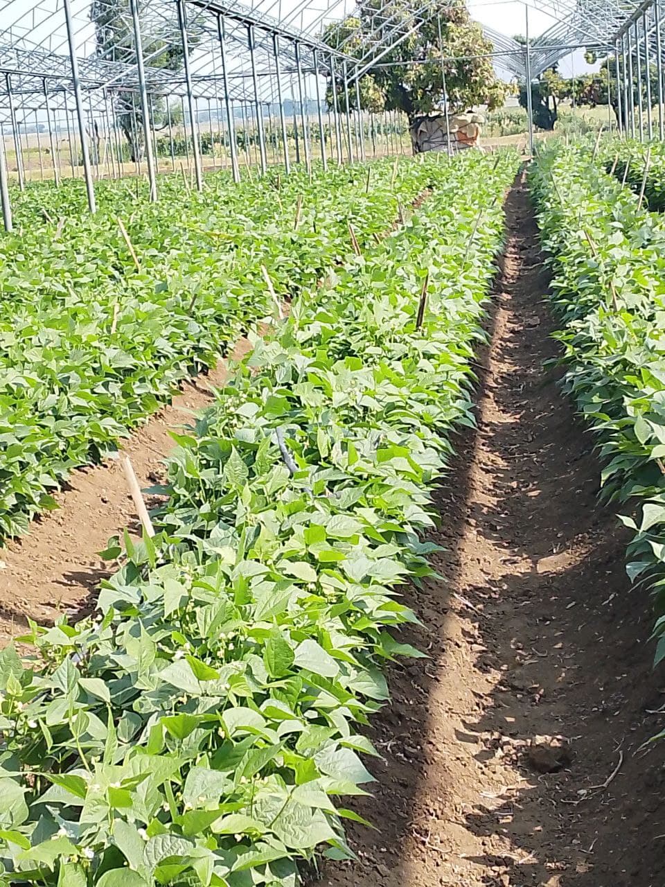 Organic Green Beans