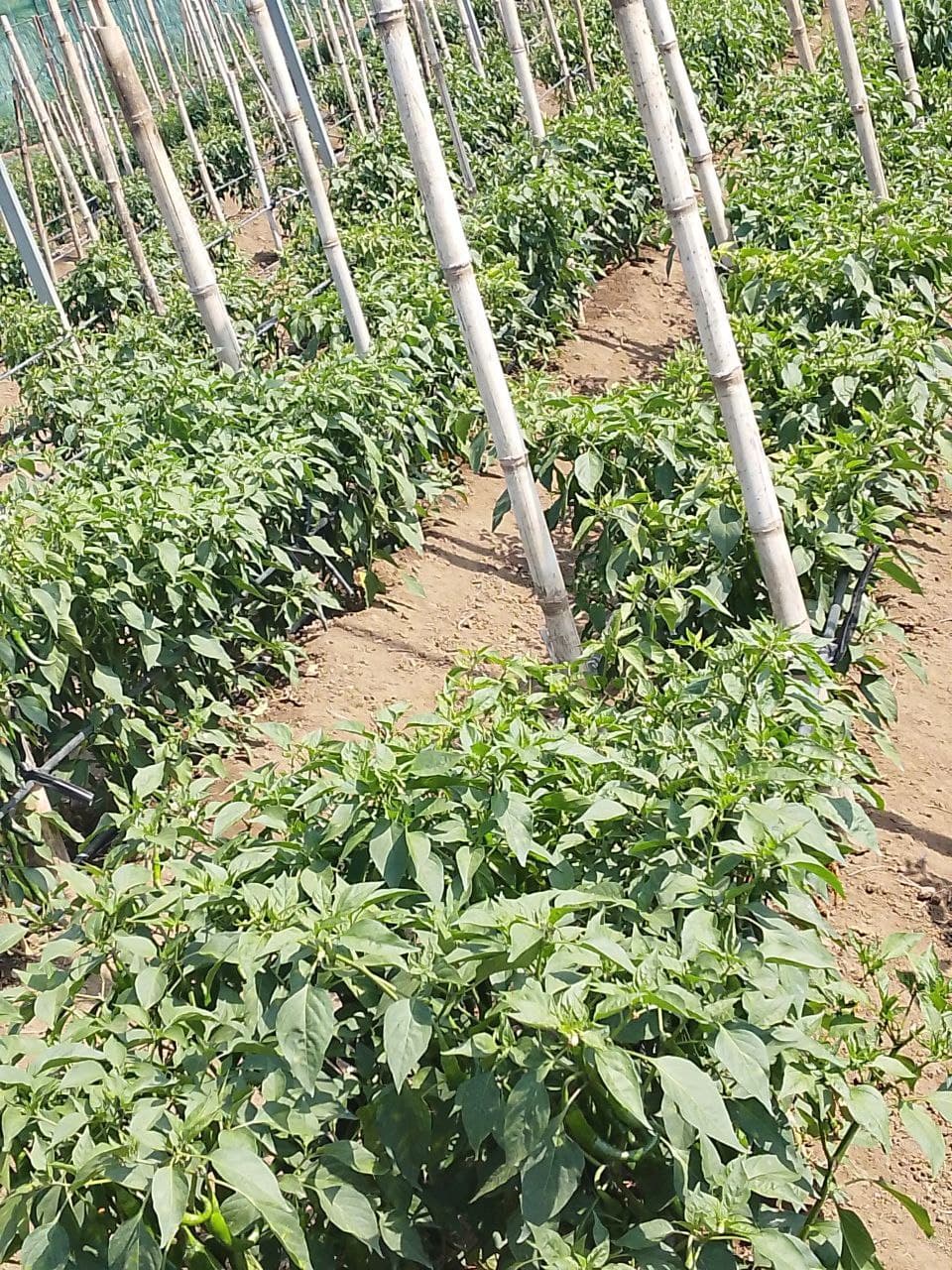 Farm Workers Harvesting