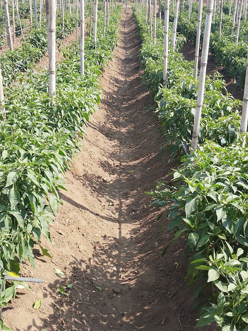 Rose Varieties
